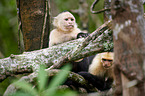 capuchin monkeys