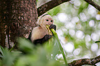 capuchin monkey