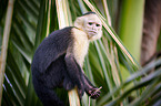 capuchin monkey