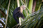 capuchin monkey