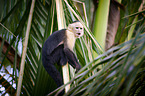 capuchin monkey