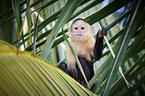 capuchin monkey