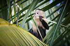 capuchin monkey