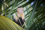 capuchin monkey