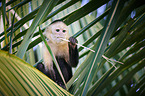 capuchin monkey