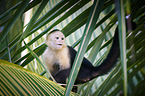 capuchin monkey