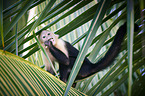 capuchin monkey