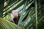 capuchin monkey