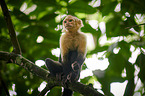 capuchin monkey