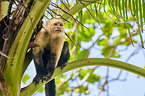 capuchin monkey