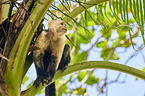 capuchin monkey