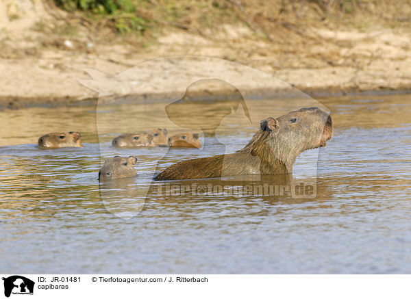 Wasserschweine / capibaras / JR-01481