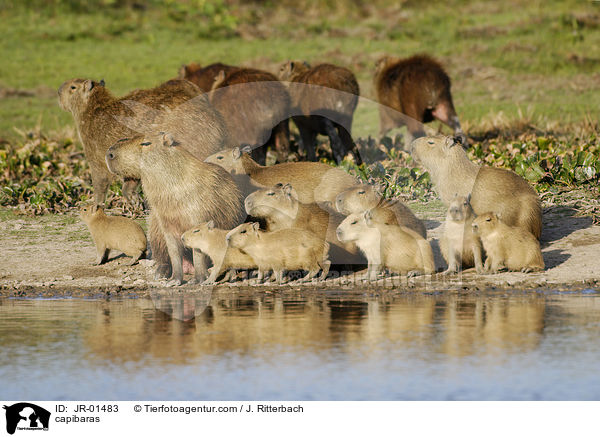 Wasserschweine / capibaras / JR-01483