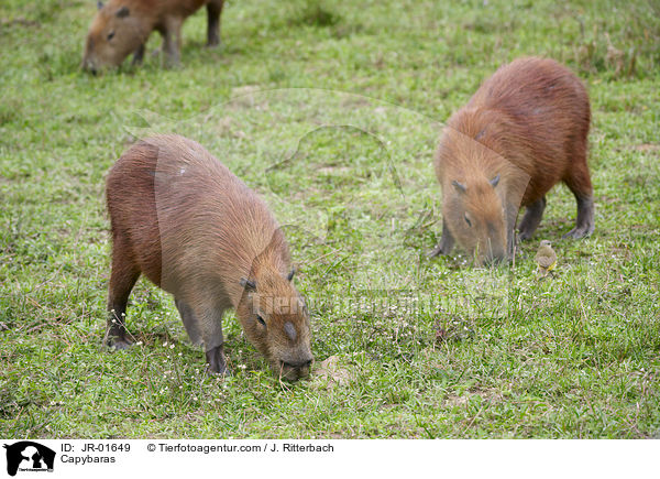 Wasserschweine / Capybaras / JR-01649