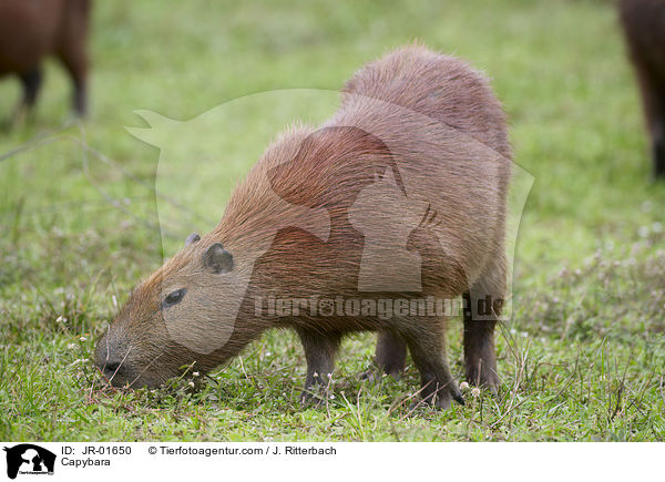 Capybara / JR-01650