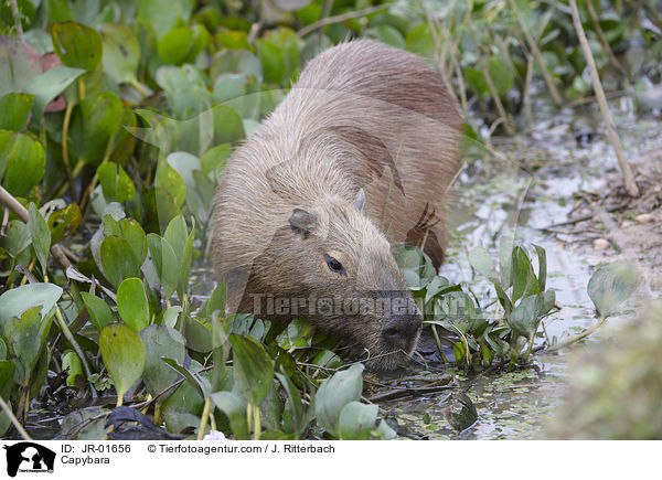 Wasserschwein / Capybara / JR-01656