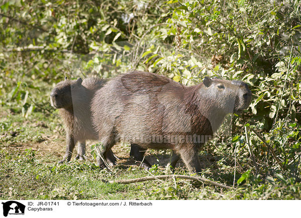 Wasserschweine / Capybaras / JR-01741
