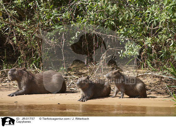 Capybaras / JR-01757