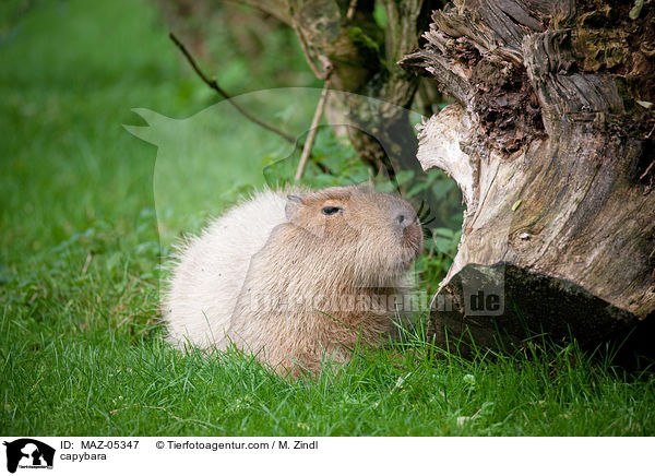 capybara / MAZ-05347