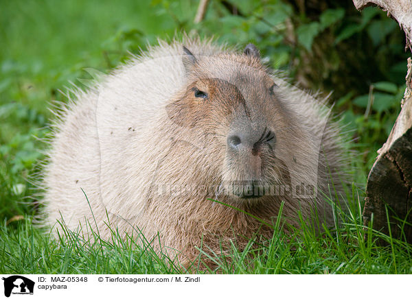 Wasserschwein / capybara / MAZ-05348