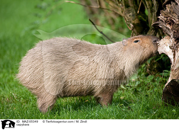Wasserschwein / capybara / MAZ-05349