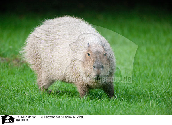 Wasserschwein / capybara / MAZ-05351