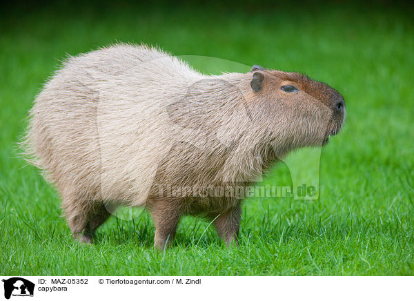 capybara / MAZ-05352