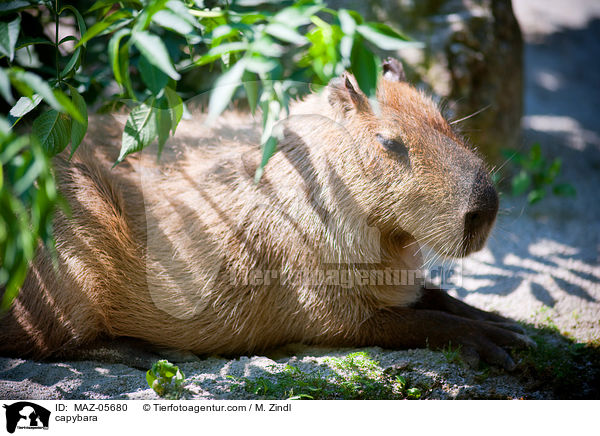 Wasserschwein / capybara / MAZ-05680