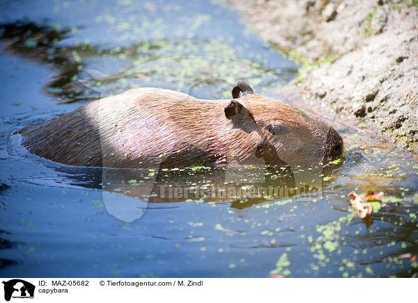 Wasserschwein / capybara / MAZ-05682