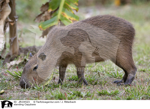 stehendes Wasserschwein / standing Capybara / JR-04523