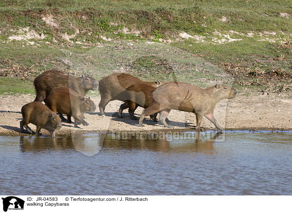 walking Capybaras / JR-04583