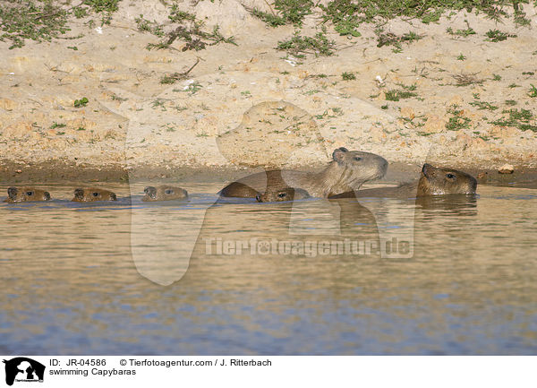 schwimmende Wasserschweine / swimming Capybaras / JR-04586
