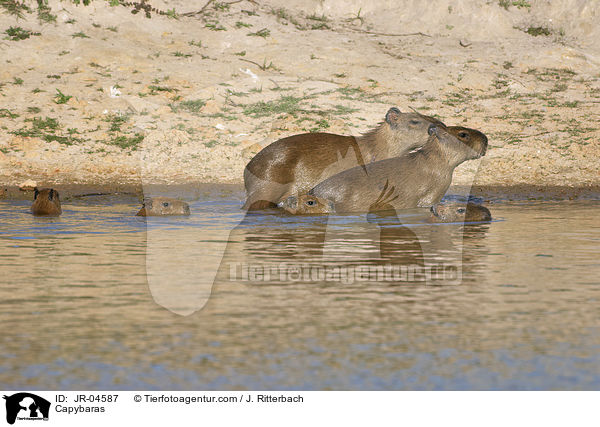 Wasserschweine / Capybaras / JR-04587