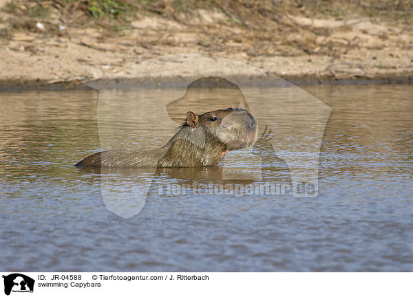 schwimmendes Wasserschwein / swimming Capybara / JR-04588