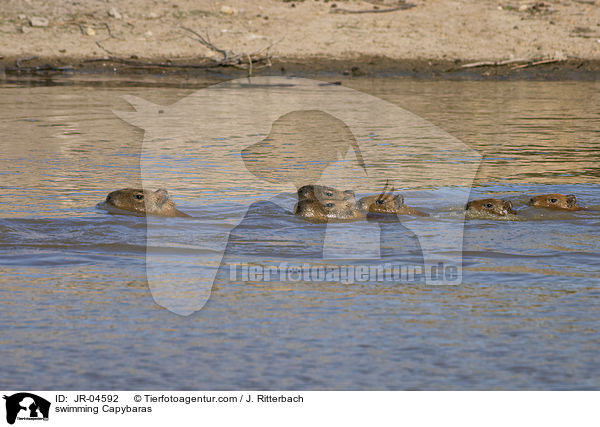 schwimmende Wasserschweine / swimming Capybaras / JR-04592