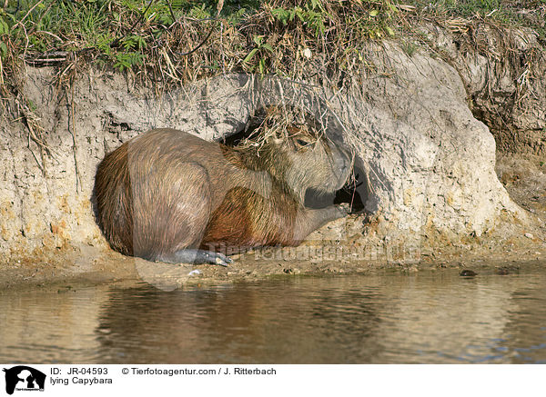 liegendes Wasserschwein / lying Capybara / JR-04593