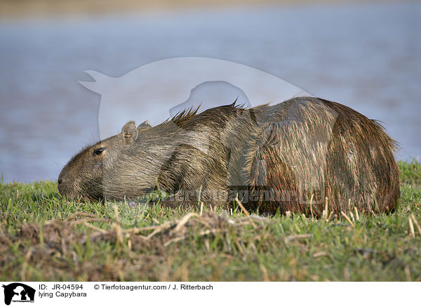 liegendes Wasserschwein / lying Capybara / JR-04594