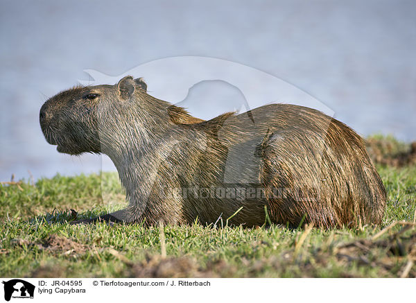 liegendes Wasserschwein / lying Capybara / JR-04595