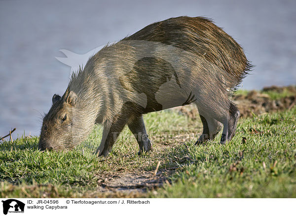 laufendes Wasserschwein / walking Capybara / JR-04596