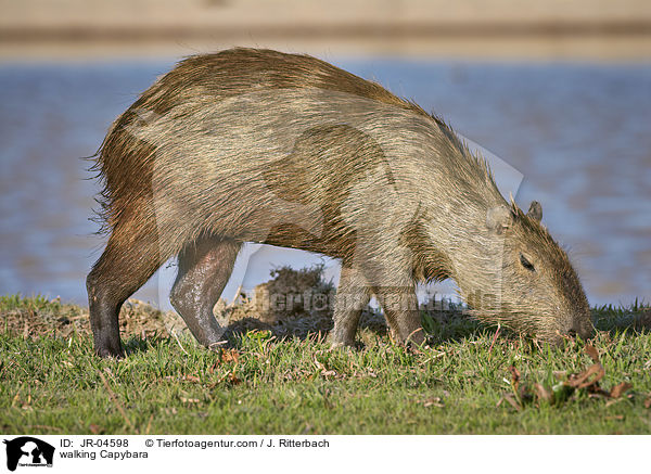 laufendes Wasserschwein / walking Capybara / JR-04598