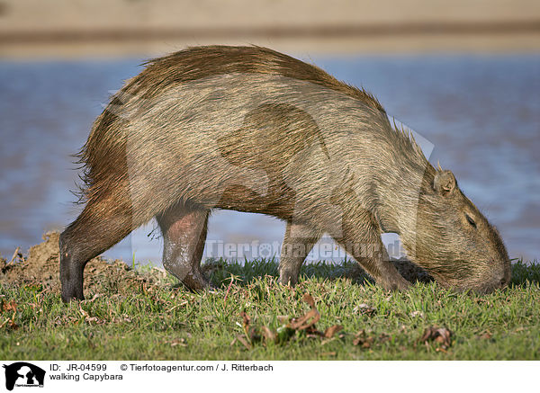 laufendes Wasserschwein / walking Capybara / JR-04599