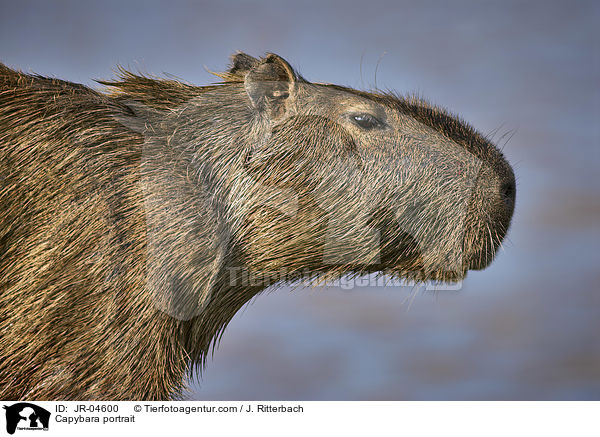 Wasserschwein Portrait / Capybara portrait / JR-04600