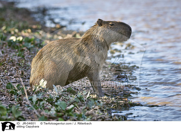 sitzendes Wasserschwein / sitting Capybara / JR-04601