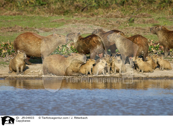 Wasserschweine / Capybaras / JR-04603