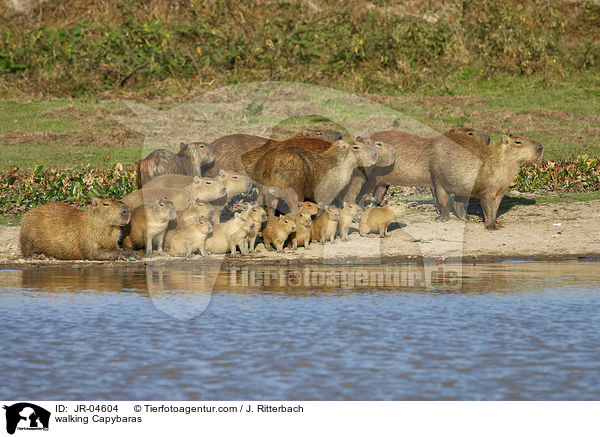 laufende Wasserschweine / walking Capybaras / JR-04604