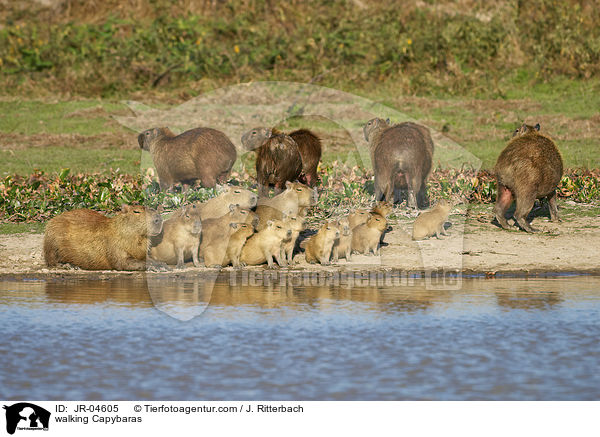 laufende Wasserschweine / walking Capybaras / JR-04605