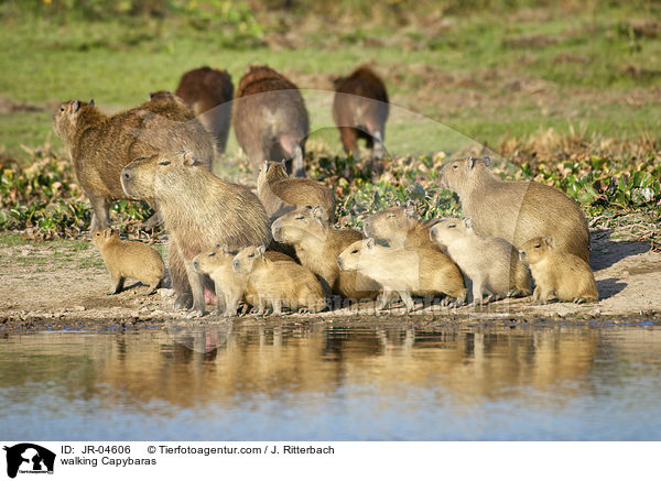laufende Wasserschweine / walking Capybaras / JR-04606