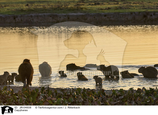 Wasserschweine / Capybaras / JR-04608