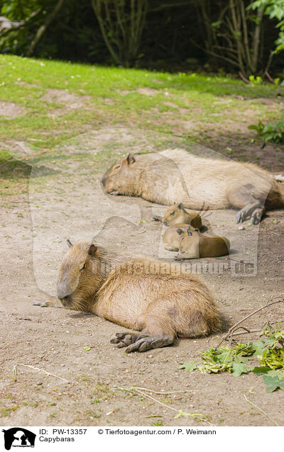 Wasserschweine / Capybaras / PW-13357