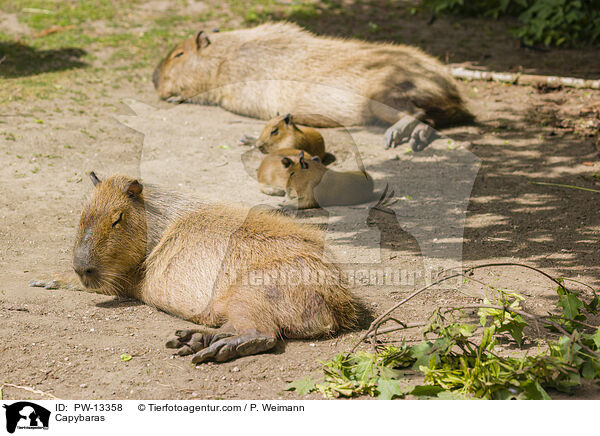 Wasserschweine / Capybaras / PW-13358